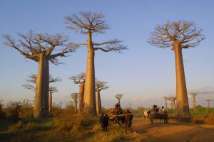 baobab_trees